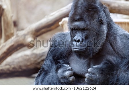 Portrait of an angry gorilla Royalty-Free Stock Photo #1062122624