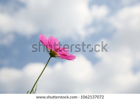 cosmos flower, natural