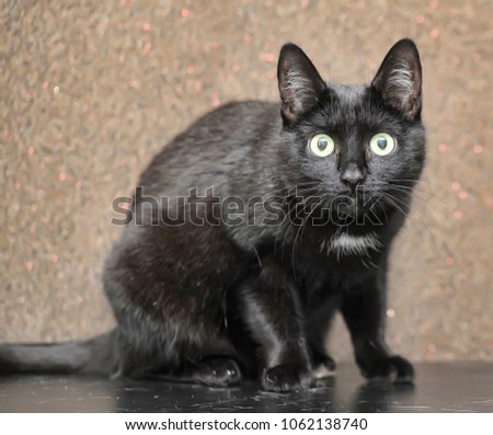 black cat with a white spot on the chest