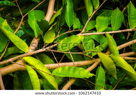 green leaves with branch