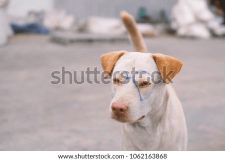 funny dog with blur background.
