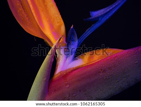 Strelitzia Detail - Colorful Flowers

Photography set with black background, and white and coloured lights. 