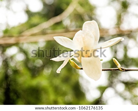 chinese magnolia tulip tree blooming branches on sky background