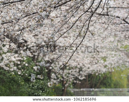 The beautiful and white cherry flowers blooming in the garden in spring