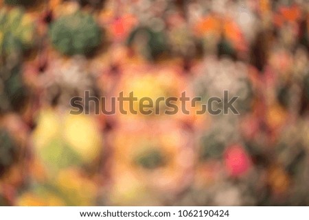 Blurred image of colorful cactus
