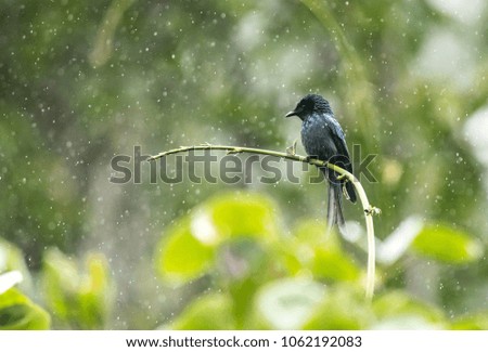 Black drongo Birds in nature
