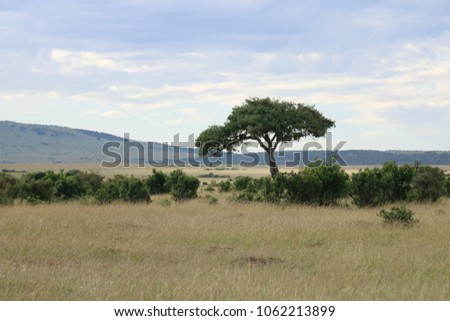 Acacia tree alone in de Masai Mara National Park, Kenya Royalty-Free Stock Photo #1062213899