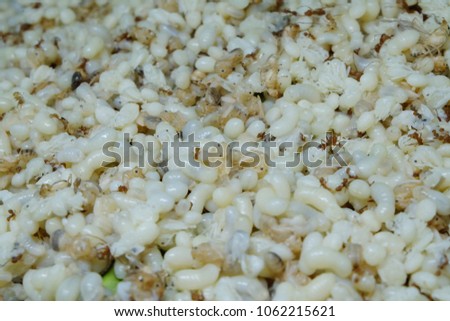 ants egg together for cooking.Ant eggs background.