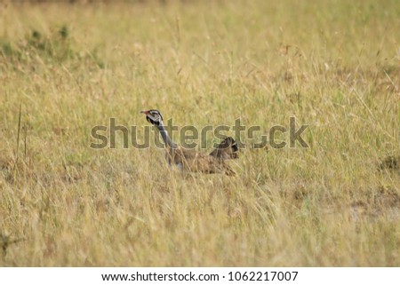 Birds walking in the field in masai mara national park, Kenya