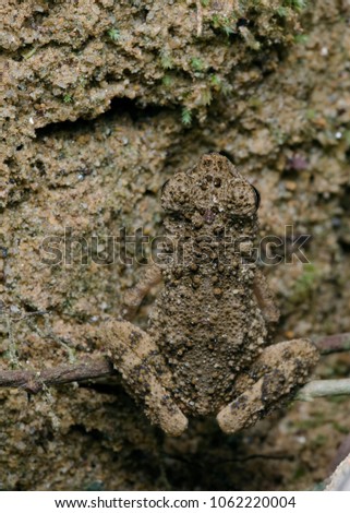 Camouflage Frog Picture