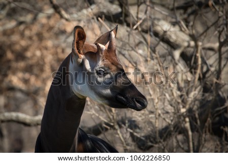 Okapi up close