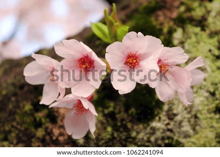 White pink Sakura