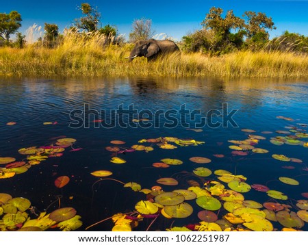 Elephant in the river Okavango Delta, Botswana, Africa