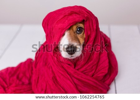 portrait of a cute young small dog looking at the camera with a red scarf covering him. White background