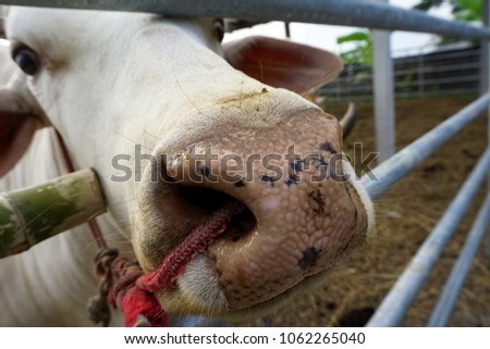 Close up of hole in the nose of an ox or a buffalo funny animal picture