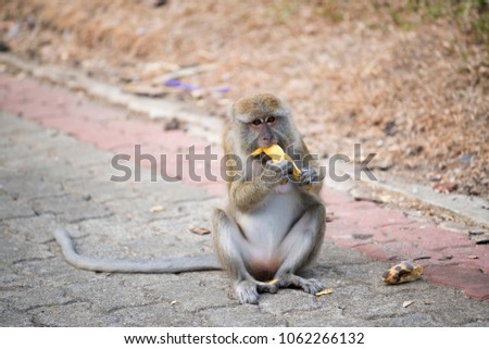 The monkeys sit on the area are happy to eat the banana  