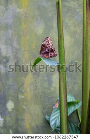 Owl butterfly of Costa Rica. Picture take near La Paz waterfall just outside of San Jose.