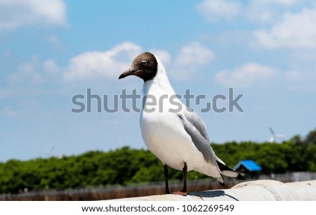 Seagull standing on blue sky background