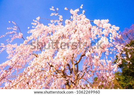 Keage Incline (Beautiful Cherry Blossom Spot in Kyoto)