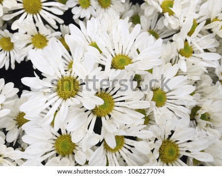 White Chrysanthemum Flowers are the second most traded in the world after roses, background