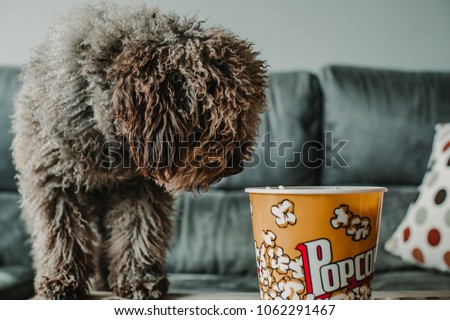 Cute brown spanish water dog eating home popcorns while playing with her owner in the sofa. Lifestyle pet photography.