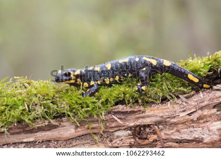 Fire salamender walking on a brench with moss