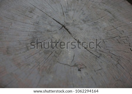 old tree log, up view