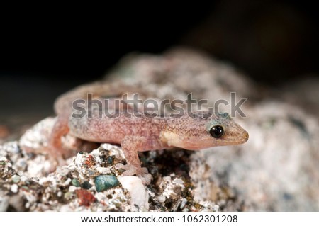 Euleptes europaea (European leaf-toed gecko)