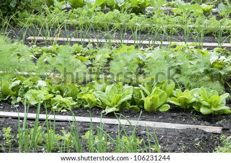 Onions,spinach and dill in a vegetable garden -  vitamins healthy biological homegrown spring organic - stock image