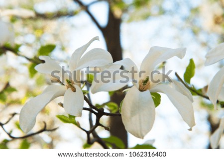 beautiful white magnolia flowers