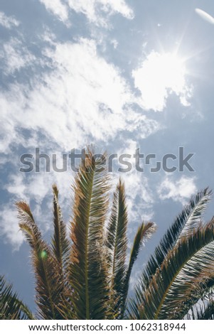 palm trees against blue sky. palm tree leaves at tropical coast, vintage toned and stylized, coconut tree,summer tree ,retro, ideal background. enough room for copy, space and text
