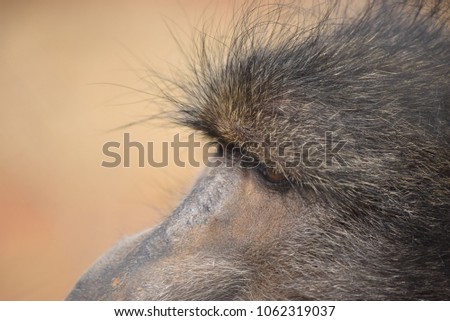 baboon in an animal sanctuary in Namibia, Africa