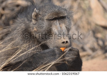 baboon in an animal sanctuary in Namibia, Africa
