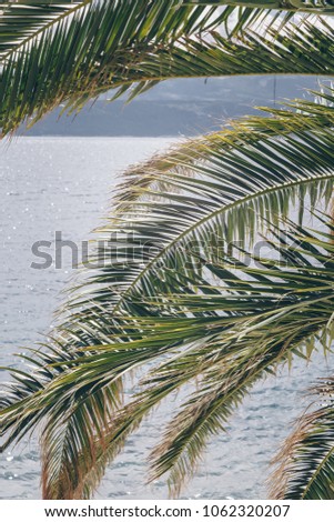 palm trees against blue sea. palm tree leaves at tropical coast, vintage toned and stylized, coconut tree,summer tree ,retro, ideal background. enough room for copy, space and text
