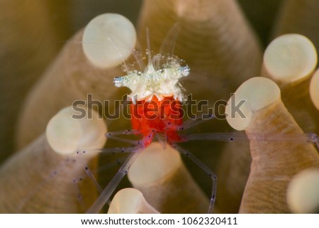 Mushroom coral ghost shrimp (Cuapetes kororensis). Picture was taken in the Banda sea, Ambon, West Papua, Indonesia