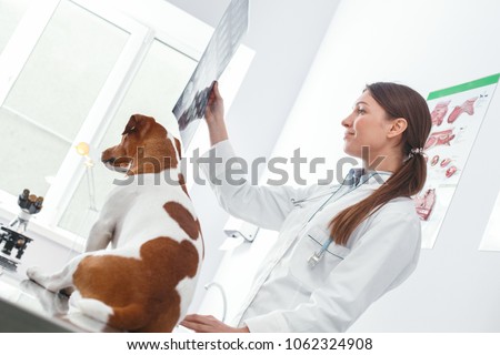 Veterinarian looking for dog x-ray .