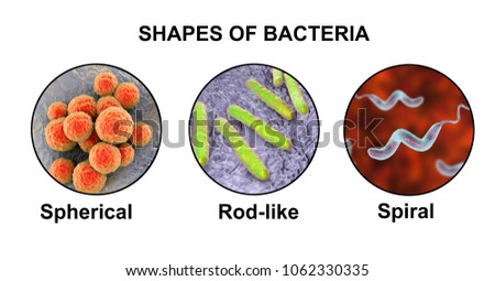 Shapes of bacteria, spherical, rod-like and spiral bacteria, view under microscope with labels, 3D illustration