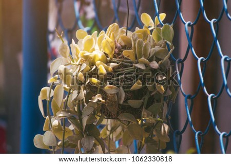 Flower Leaves hang Straight steel