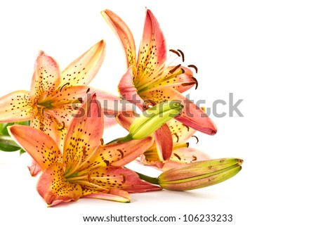Beautiful orange lily flowers on a white background