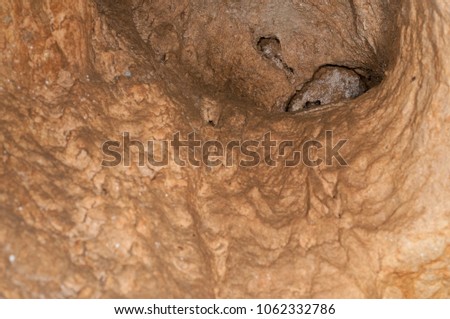 Speleomantes ambrosii (spezia cave salamander)