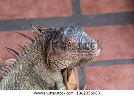 A large male iguana found in central america. This picture was taken in Costa Rica. 