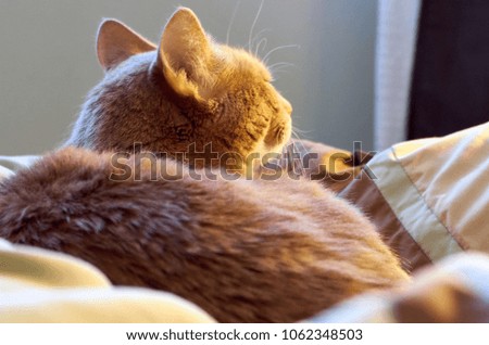 Cute cat is laying on the bed