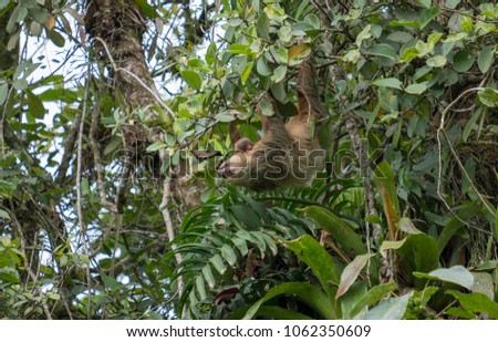 Sloth hanging from a tree with it's offspring in hand.