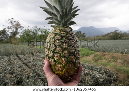 Ripe and freshly picked pineapple. Picture taken in a small pineapple farm at the base of Arenal Volcano in Costa Rica. Royalty-Free Stock Photo #1062357455
