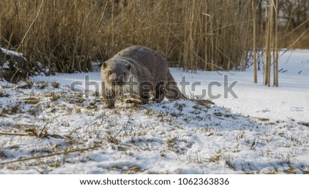 European fish otter in winter