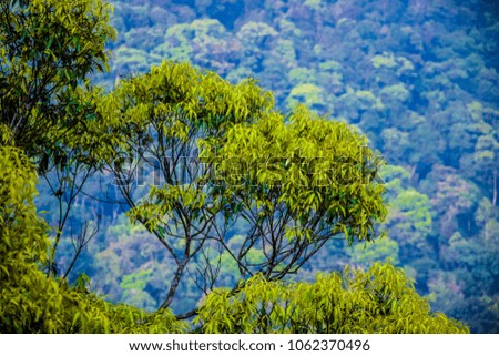 Panoramic view - different layers of the jungle, a perspective photo focusing on depth of field with a tropical tree in the foreground, and forest in the background, Khao Yai National Park, Thailand