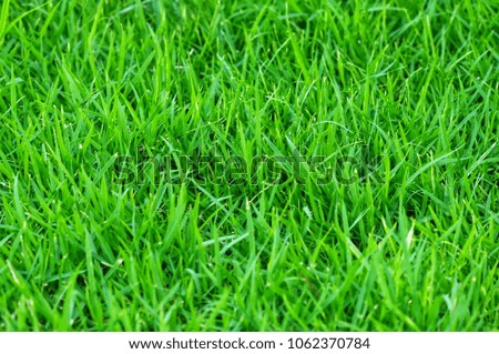 Background and texture from beautiful green grass in lawn. Picture is selective focus style. Concept is green to make the world live.