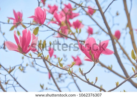 Magnolia flower blossom