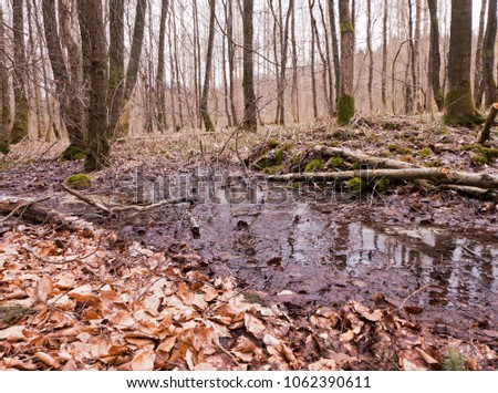 The Rehbach springs in the Teutoburg Forest near Melle Royalty-Free Stock Photo #1062390611