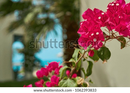 bright tropical flowers in spring               